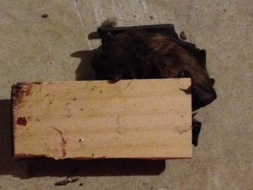 Bat in mosue trap