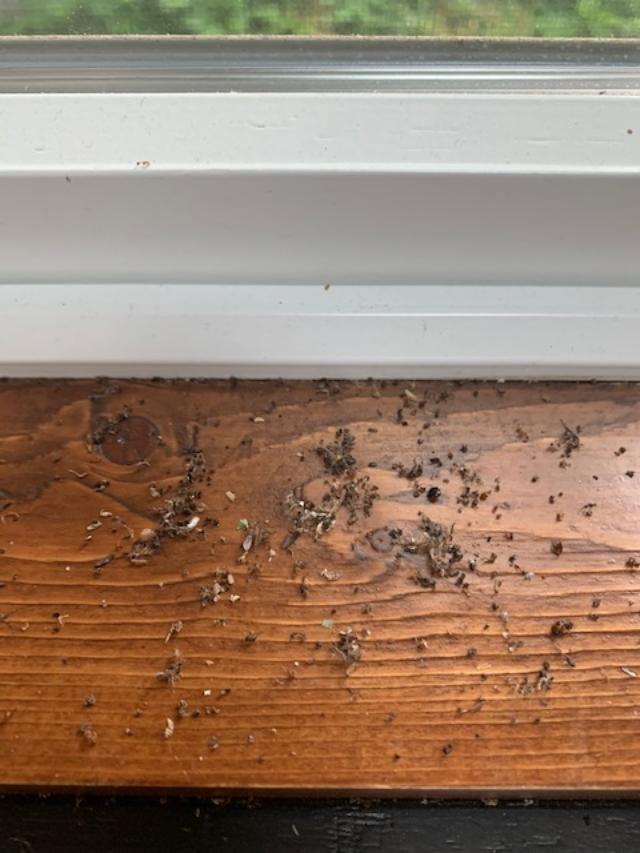 frass in window - Envirocare Pest Control