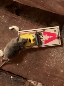 Mouse trap