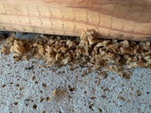 Carpenter ant pupa casing