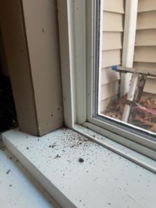 Carpenter ants in window sill