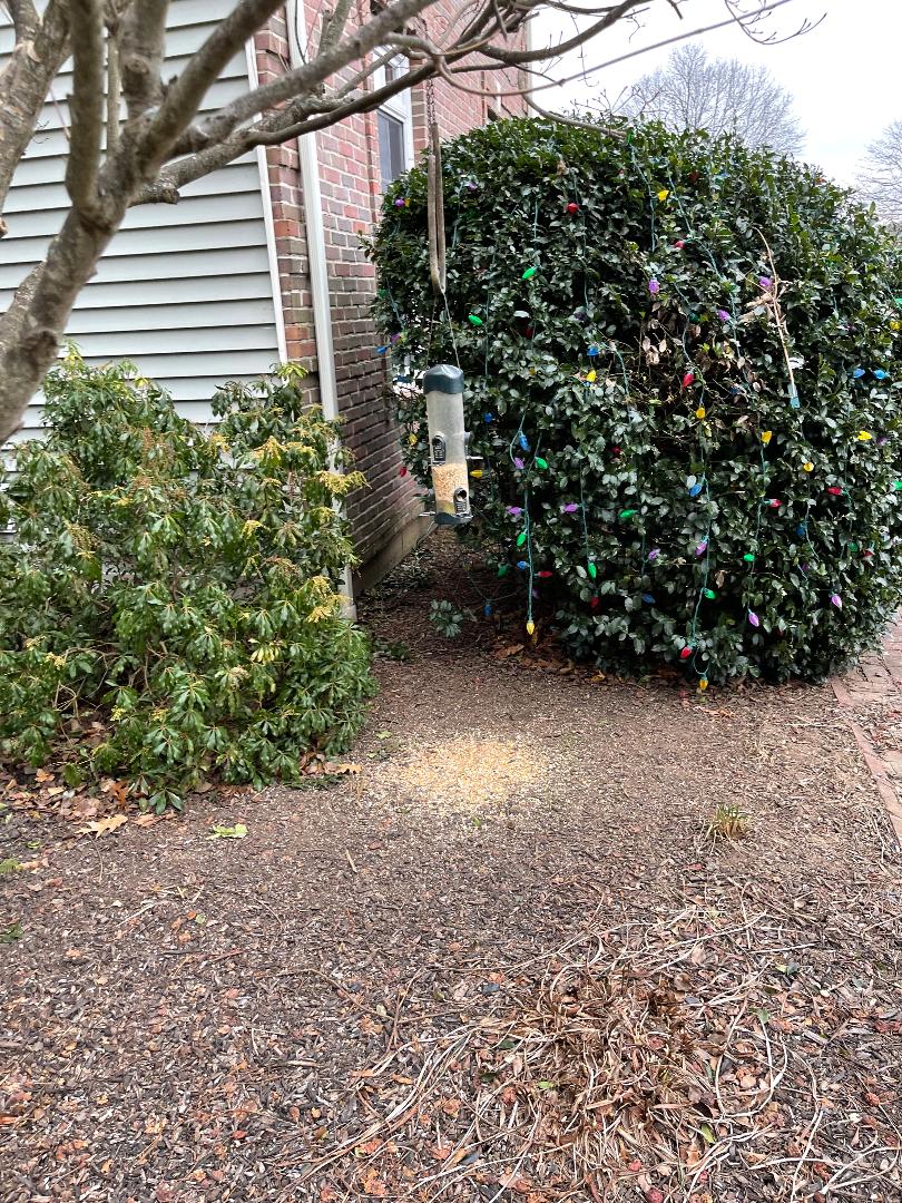 Bird feeders bring rats to your yard Envirocare Pest Control