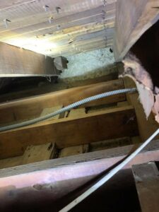 Wasps in attic